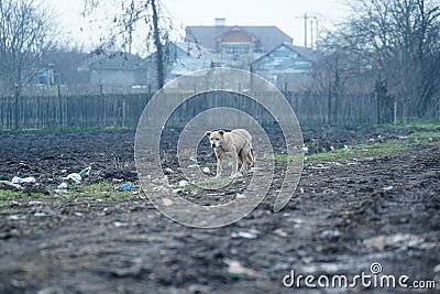 Community dog â€‹â€‹somewhere on the outskirts of Zimnicea among the garbage. Stock Photo